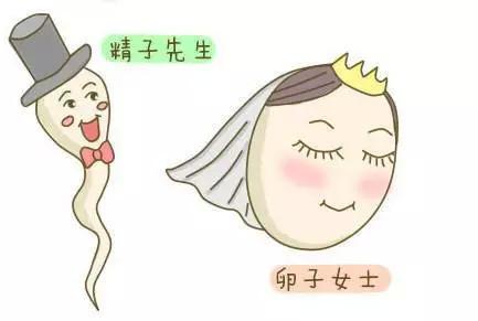 男的精子少怎么办